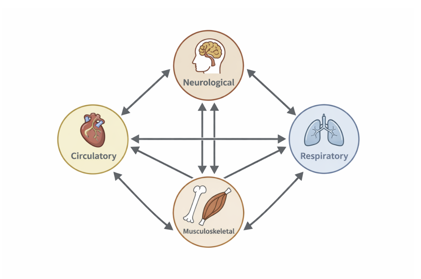 The human body viewed as an interconnected system of interacting subsystems across multiple scales