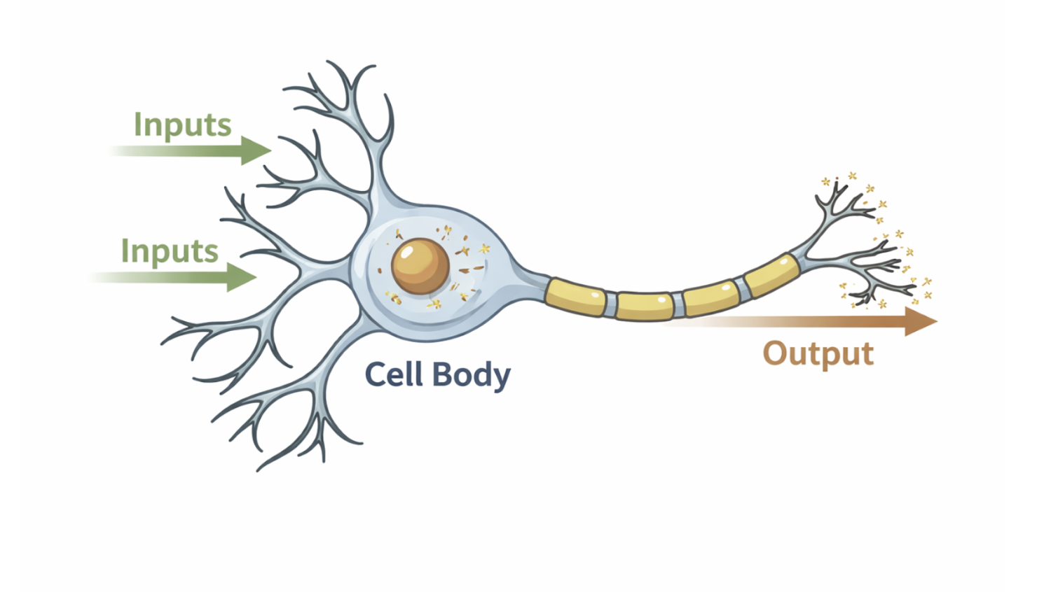 A neuron modeled as an information-processing system that integrates multiple inputs to produce an output signal